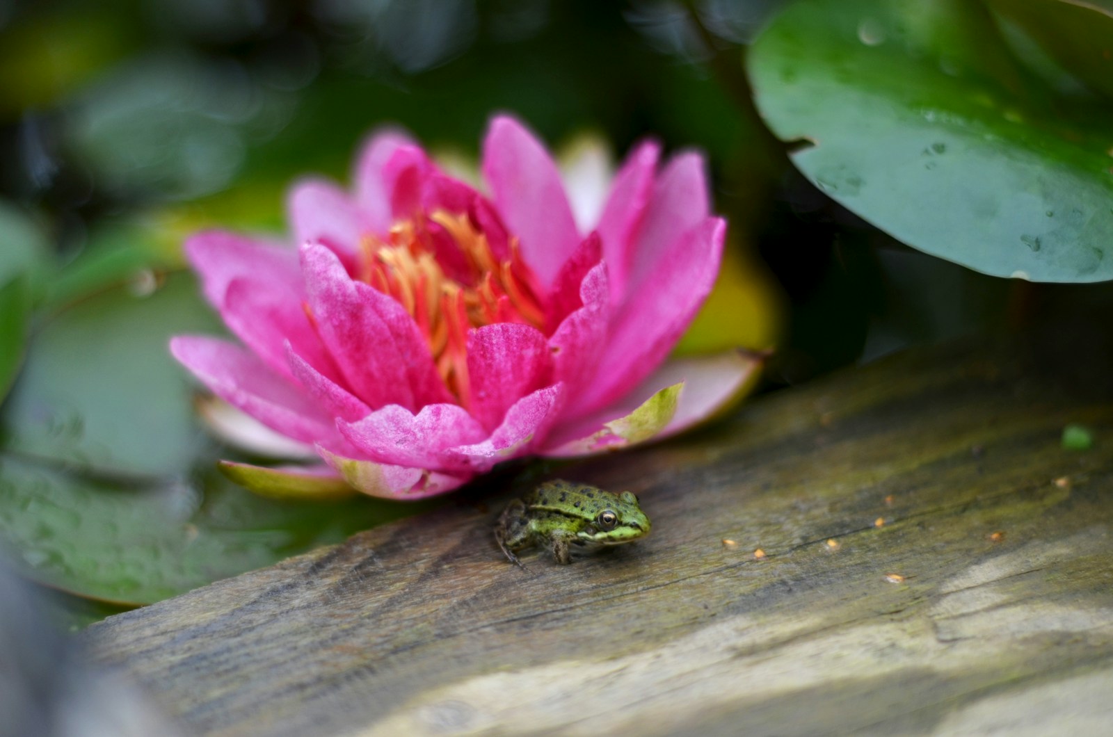 A pink flower sitting on top of a wooden log