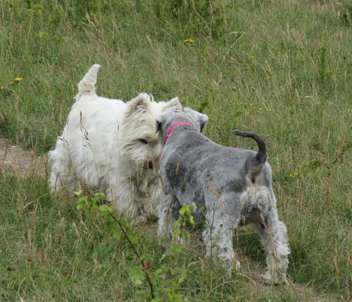 white long coated small dog on green grass field
